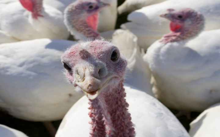 Celebrate Thanksgiving with Turkey…and Leftovers