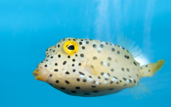 How Do Fish Breathe Underwater? | Wonderopolis