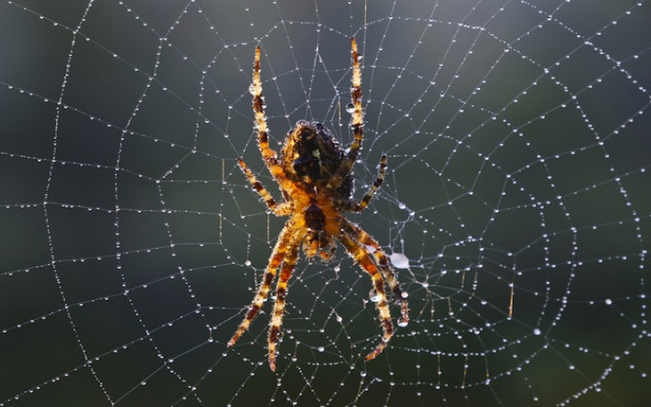 Why Spiders Put Designs in Their Webs