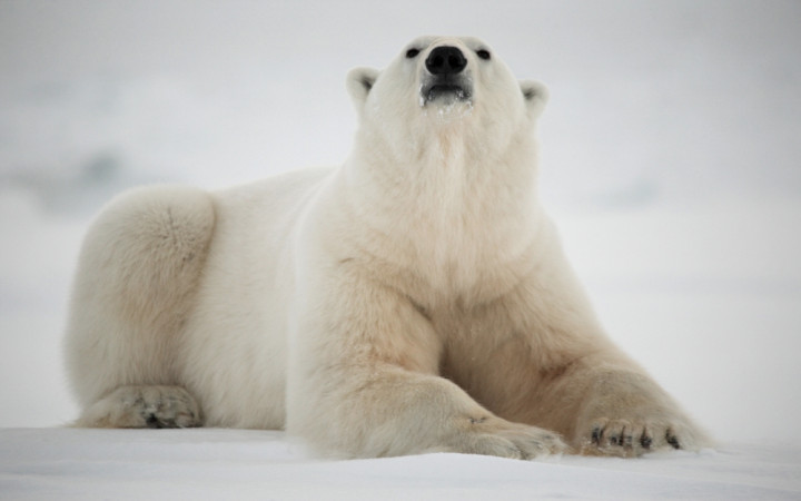 Why Are Polar Bears White? | Wonderopolis