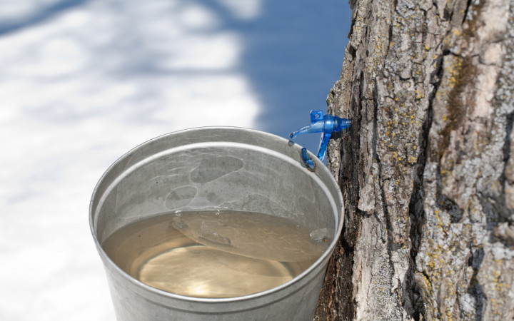 How Do You Tap A Maple Tree Wonderopolis