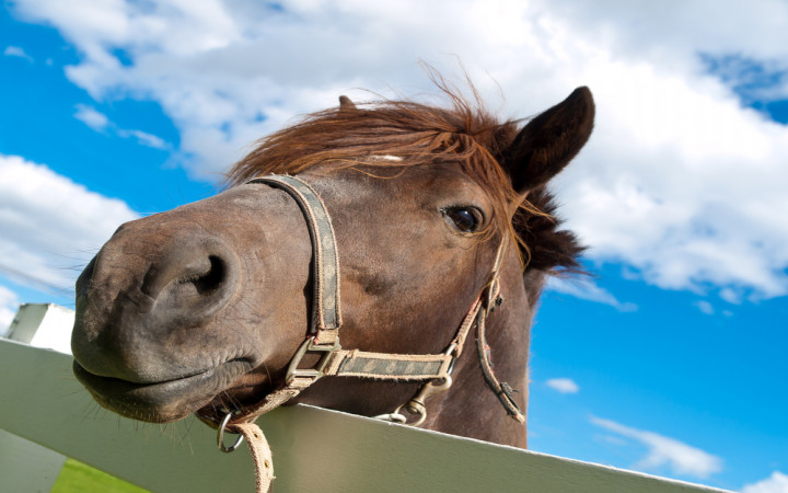 Are Horses Predators or Prey? | Wonderopolis