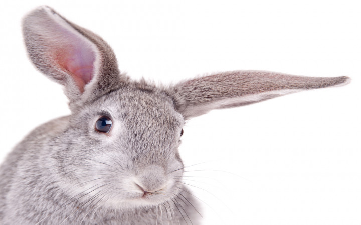 What Is the Difference Between a Rabbit and a Hare? | Wonderopolis