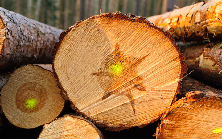 How Do You Make Paper From a Tree?