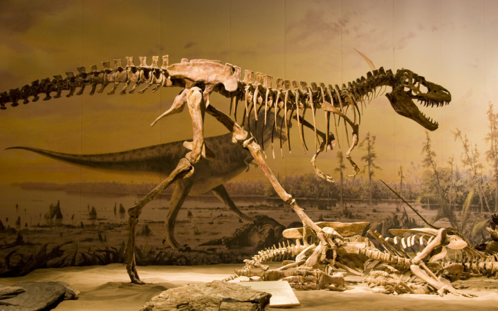 T. rex may have had 2 equally terrifying sibling species, new