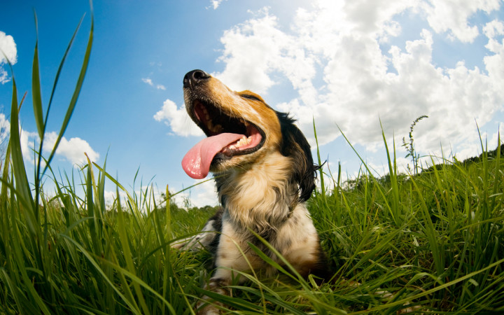 When Are the Dog Days Of Summer? | Wonderopolis