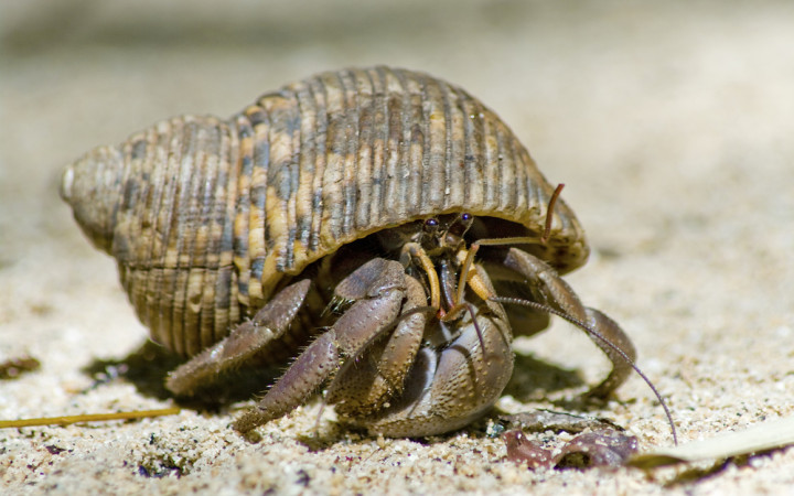 Why Do Hermit Crabs Live In Borrowed Shells? | Wonderopolis
