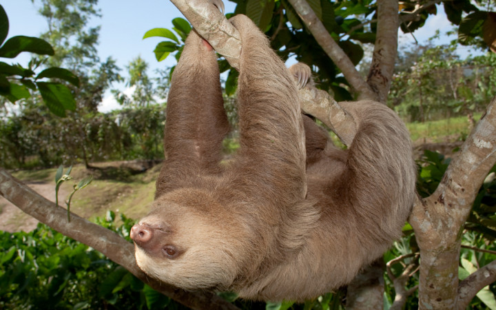 Are Sloths Lazy? | Wonderopolis
