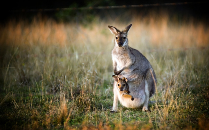 What Do Kangaroos Keep In Their Pockets? | Wonderopolis