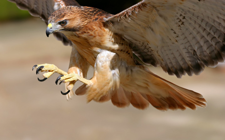 Birdist Rule #93: Understand How Different Raptors Are Built to Hunt Their  Prey