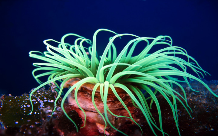 Are Sea Anemones Plants or Animals? | Wonderopolis