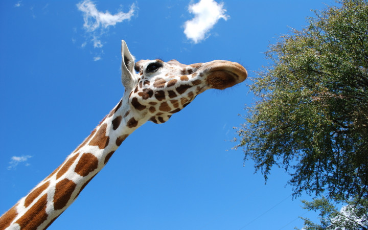 tallest giraffe ever recorded