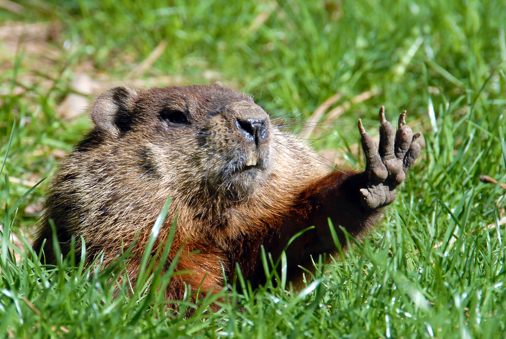 do-woodchucks-really-chuck-wood-wonderopolis