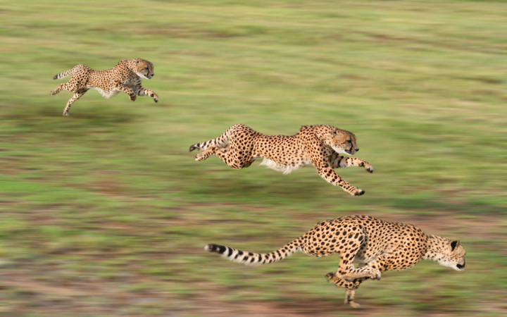 Can a Human Outrun a Cheetah? | Wonderopolis