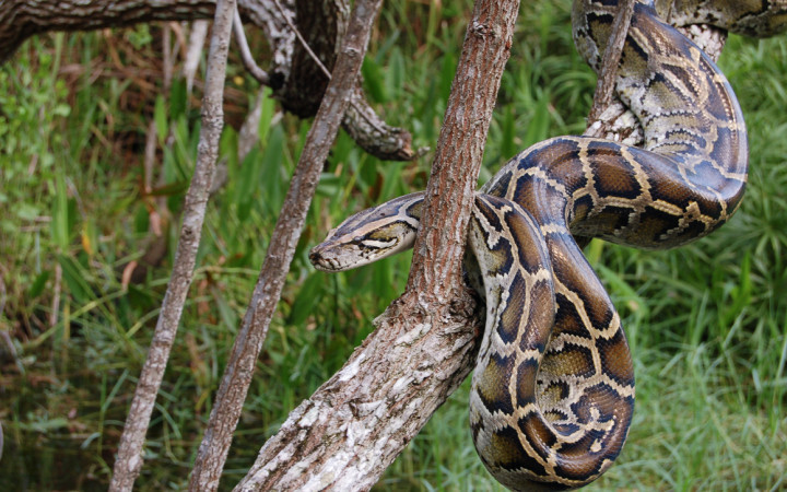 Snake Kills Bigger Snakes With World's Most Powerful Squeeze