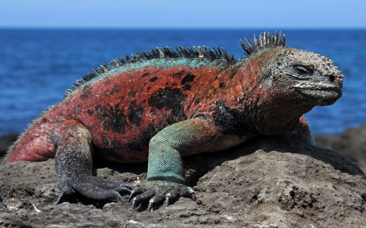 Galápagos