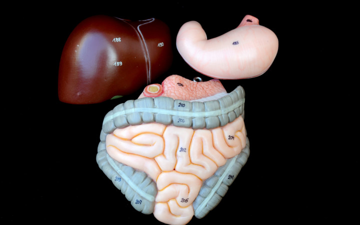 What Is A Spleen Wonderopolis