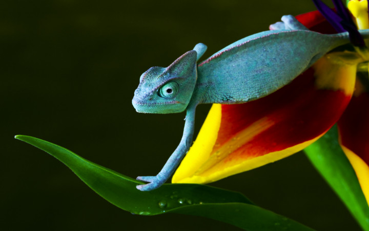 Why Do Chameleons Change Their Colors? | Wonderopolis