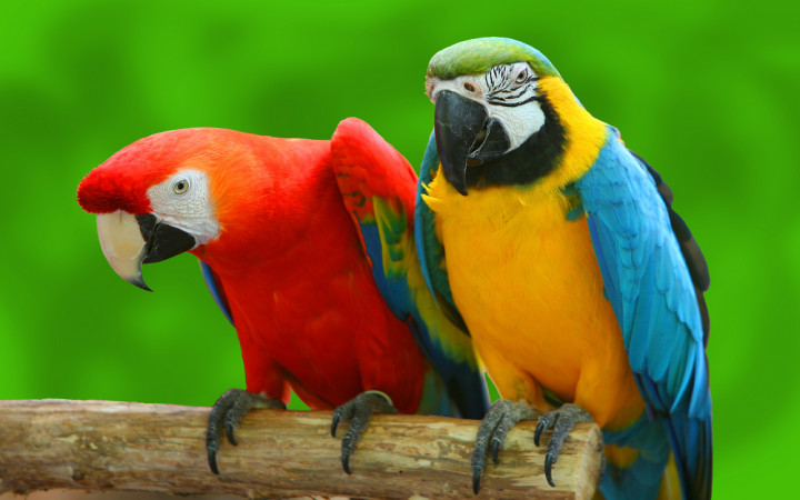 Parrots:12 types of parrots found in India and what makes them special