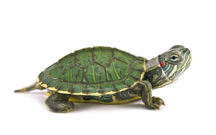 A tortoise: it does not live inside a shell, it is a shell