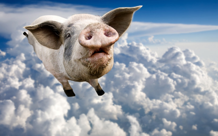 WHEN PIGS FLY