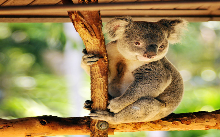 How Cuddly Are Koalas? | Wonderopolis
