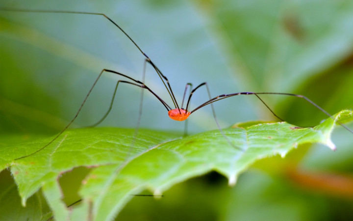 Daddy longlegs got their long legs by reusing some old evolutionary tools