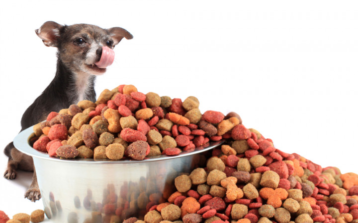 What Is in Dog Food? | Wonderopolis
