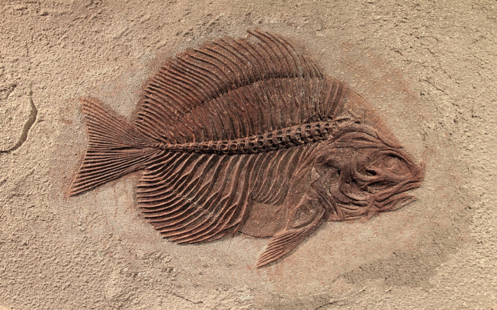 Where Can You Find Fossils? | Wonderopolis