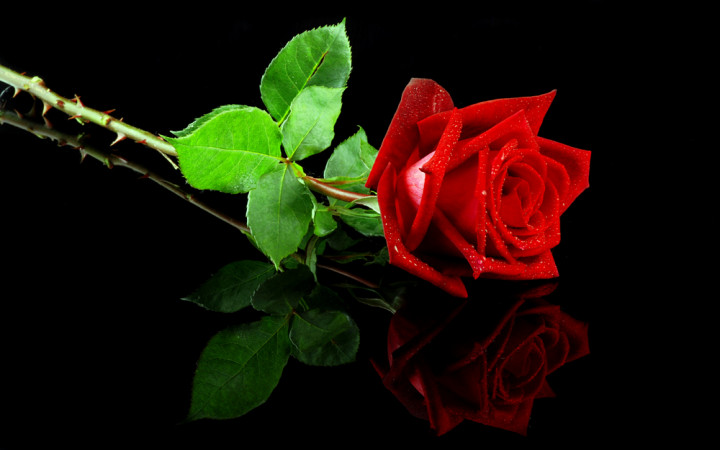 Does Every Rose Have a Thorn? | Wonderopolis