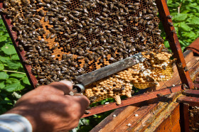 Island beekeepers stung by fear of imported bees - Victoria Times