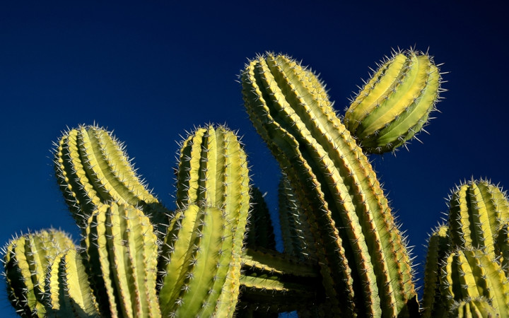 How Often to Water Outdoor Cactus?