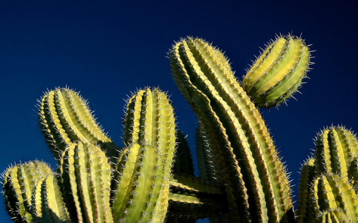 Where does a cactus store water