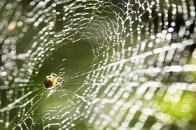 How do spiders avoid getting tangled in their own webs?