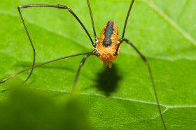 How scientists turned daddy longlegs into 'daddy shortlegs