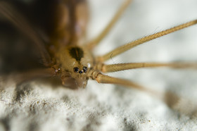 Super Scary Spider In Mommy Long Legs