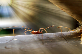 Daddy longlegs got their long legs by reusing some old evolutionary tools