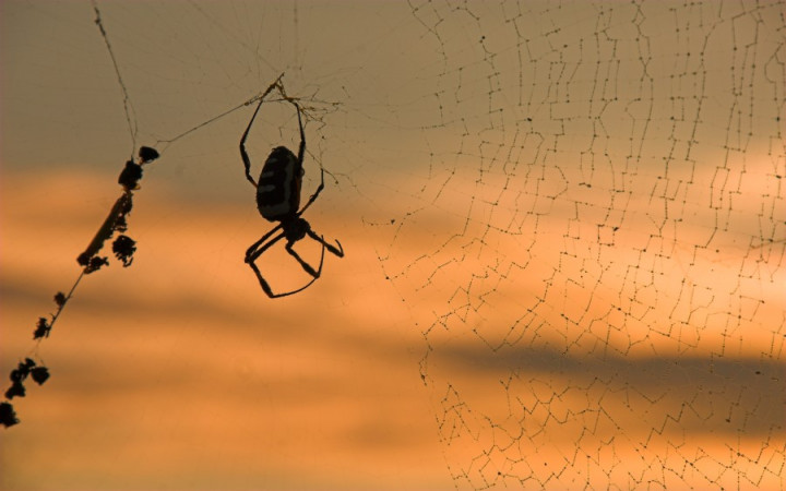 Why Don't Spiders Get Caught in Their Webs? | Wonderopolis
