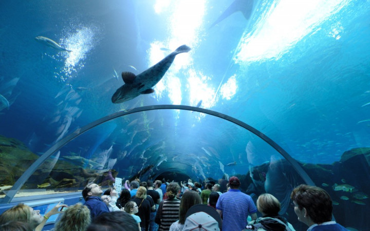 I de fleste tilfælde Menneskelige race angreb Where Is the Biggest Aquarium? | Wonderopolis