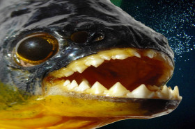 What Fish Has the Largest Teeth? | Wonderopolis