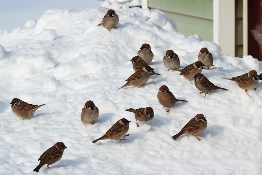 How Do Birds Survive the Coldest Winters? Quiz Wonderopolis