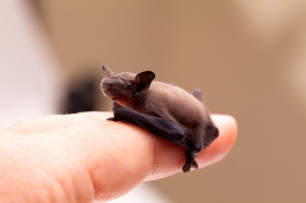 What Is the Smallest Living Mammal? | Wonderopolis