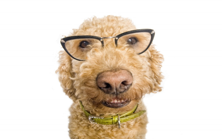 https://d3mvlb3hz2g78.cloudfront.net/wp-content/uploads/2014/02/thumb_720_450_dog-wearing-glasses_shutterstock_59055754.jpg