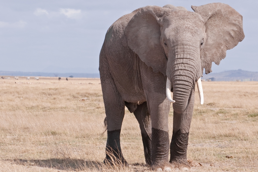 Why Do Elephants Have Big Ears? | Wonderopolis