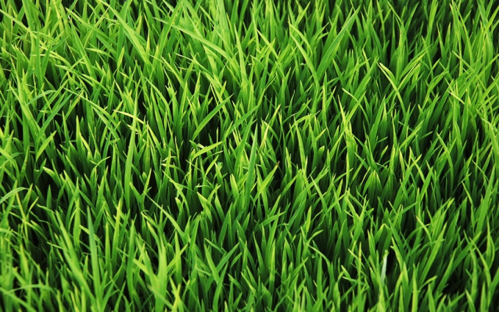 Why Is Grass Green? | Wonderopolis