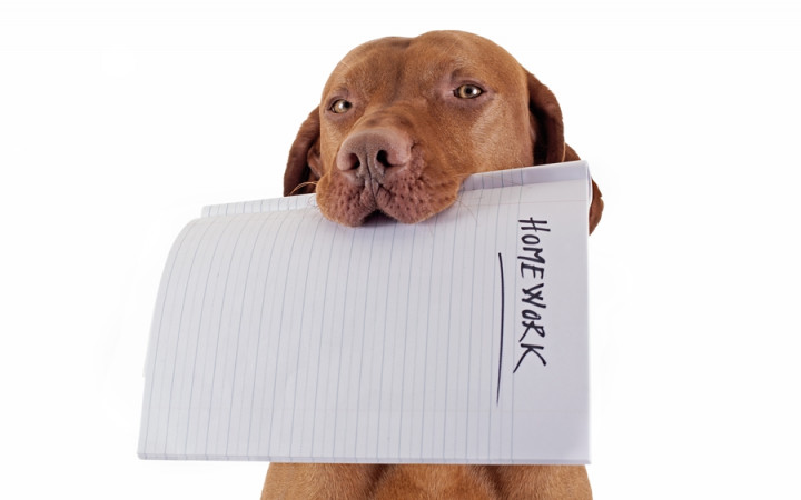 Do Dogs Really Eat Homework Wonderopolis