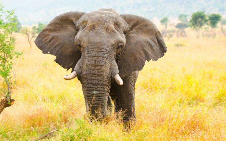 elephant flapping ears