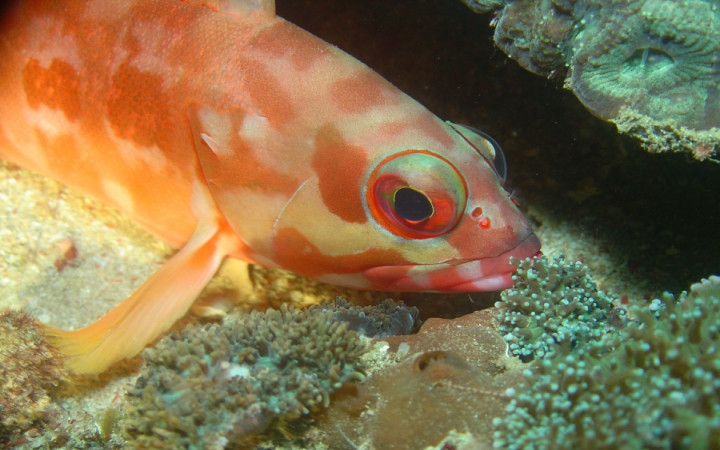 Do Fish Sleep with Their Eyes Open Wonderopolis