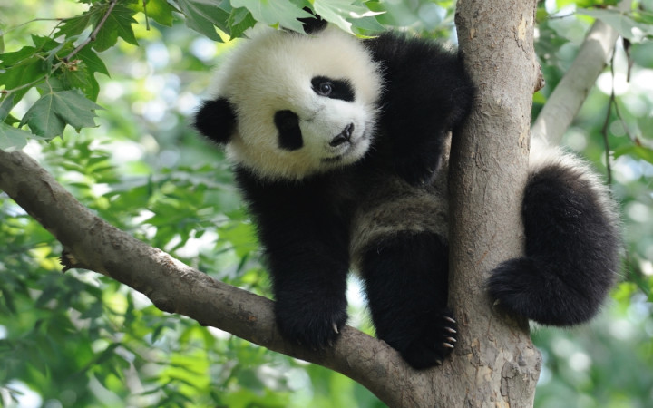 Why Are Pandas Rare? | Wonderopolis