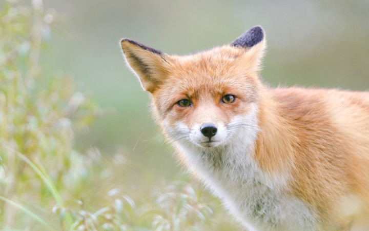 What Is the Real Sound That a Fox Makes? | Wonderopolis